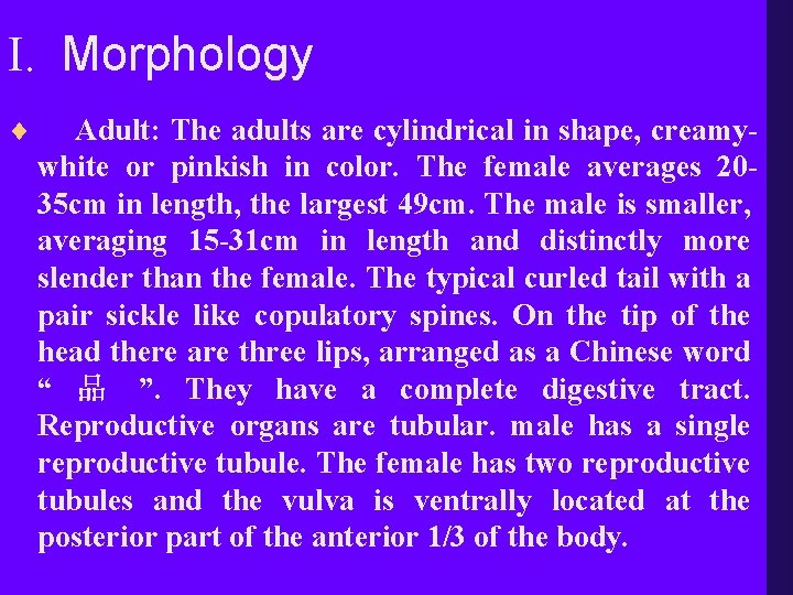 I. Morphology ¨ Adult: The adults are cylindrical in shape, creamywhite or pinkish in