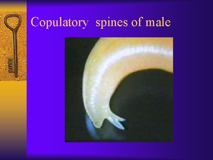 Copulatory spines of male 