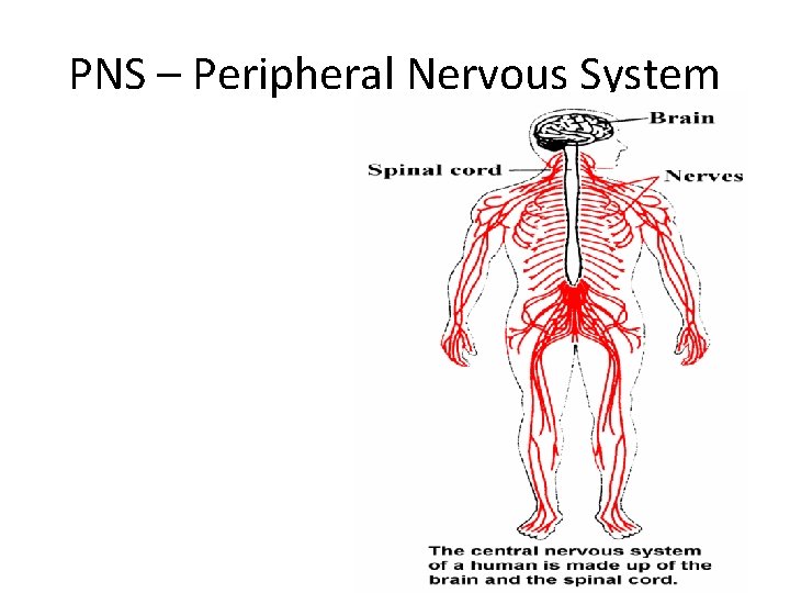 PNS – Peripheral Nervous System 