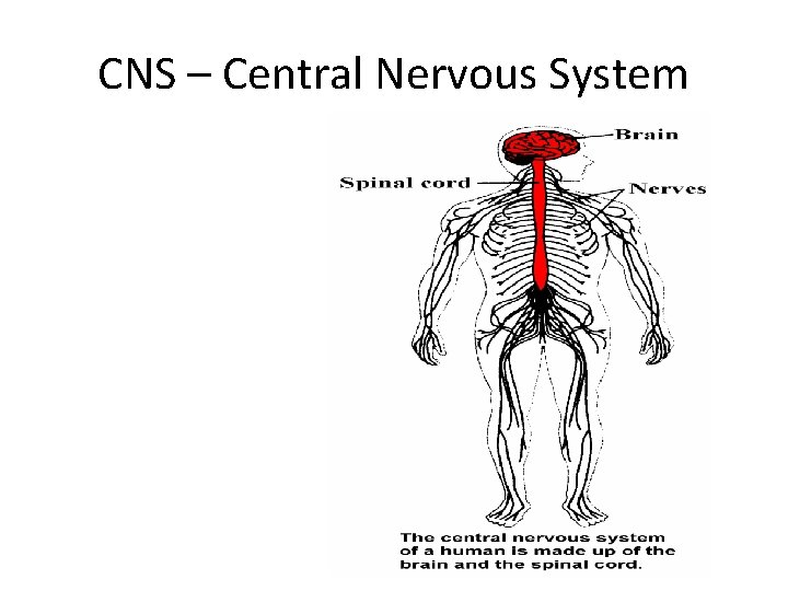 CNS – Central Nervous System 