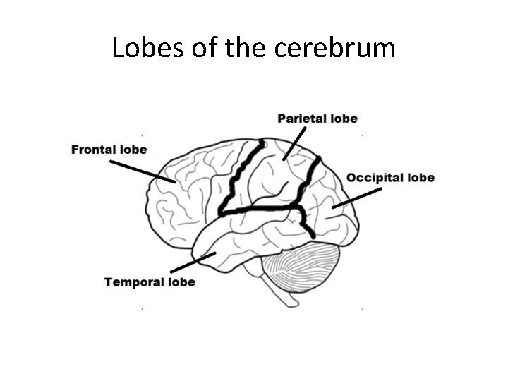 Lobes of the cerebrum 