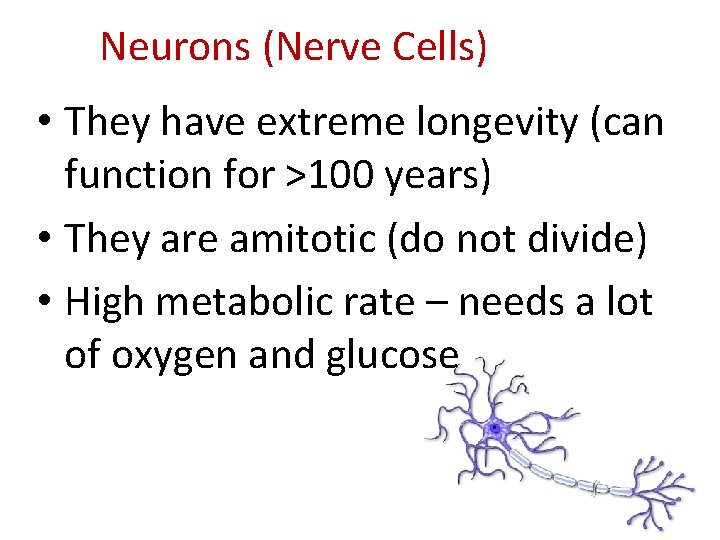 Neurons (Nerve Cells) • They have extreme longevity (can function for >100 years) •