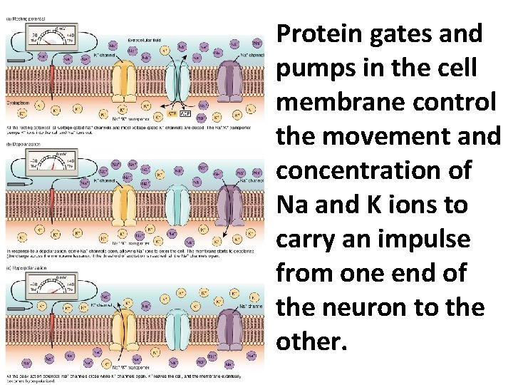 Protein gates and pumps in the cell membrane control the movement and concentration of