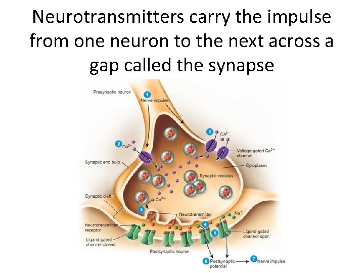 Neurotransmitters carry the impulse from one neuron to the next across a gap called