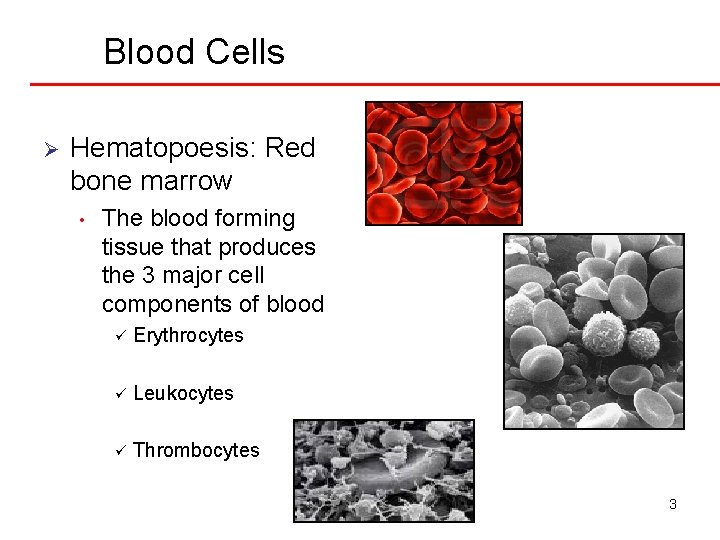 Blood Cells Ø Hematopoesis: Red bone marrow • The blood forming tissue that produces