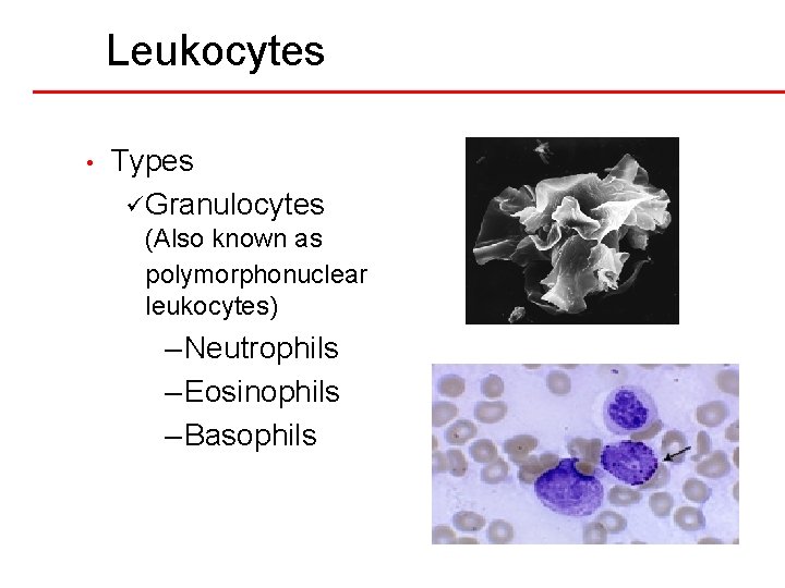 Leukocytes • Types ü Granulocytes (Also known as polymorphonuclear leukocytes) – Neutrophils – Eosinophils