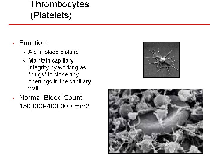 Thrombocytes (Platelets) • Function: Aid in blood clotting ü Maintain capillary integrity by working