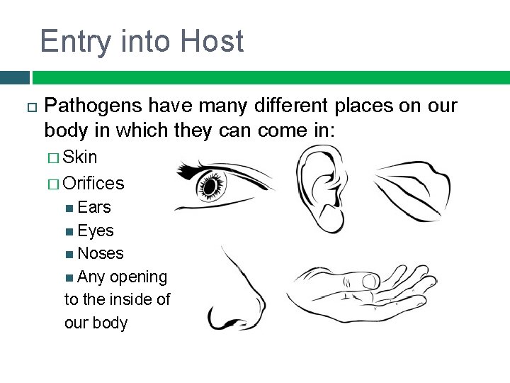 Entry into Host Pathogens have many different places on our body in which they