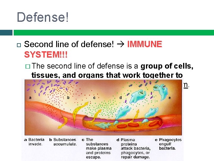 Defense! Second line of defense! IMMUNE SYSTEM!!! � The second line of defense is