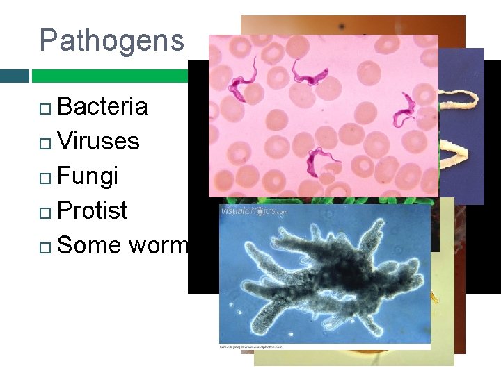 Pathogens Bacteria Viruses Fungi Protist Some worms 