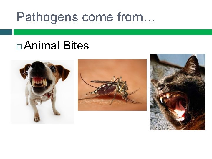Pathogens come from… Animal Bites 