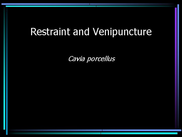 Restraint and Venipuncture Cavia porcellus 