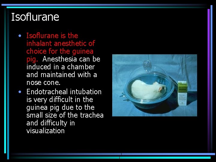 Isoflurane • Isoflurane is the inhalant anesthetic of choice for the guinea pig. Anesthesia