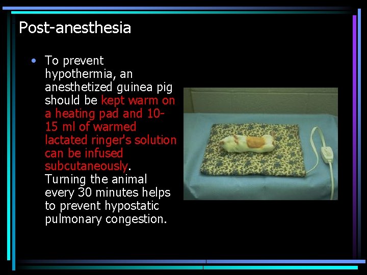 Post-anesthesia • To prevent hypothermia, an anesthetized guinea pig should be kept warm on