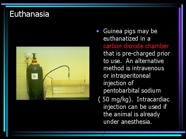 Euthanasia • Guinea pigs may be euthanatized in a carbon dioxide chamber that is