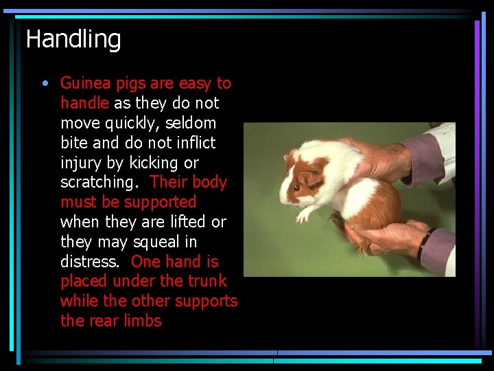 Handling • Guinea pigs are easy to handle as they do not move quickly,