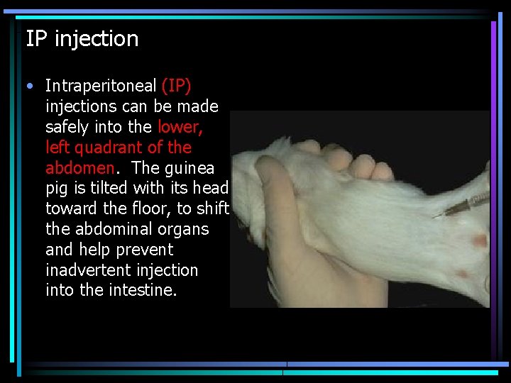 IP injection • Intraperitoneal (IP) injections can be made safely into the lower, left