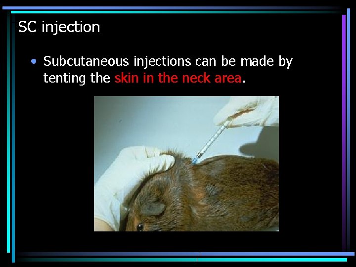 SC injection • Subcutaneous injections can be made by tenting the skin in the