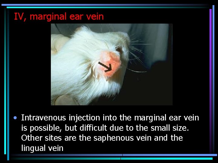 IV, marginal ear vein • Intravenous injection into the marginal ear vein is possible,