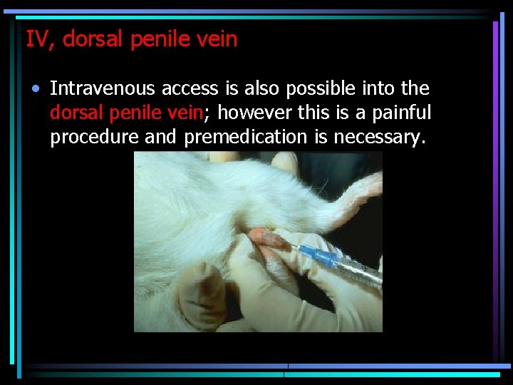 IV, dorsal penile vein • Intravenous access is also possible into the dorsal penile