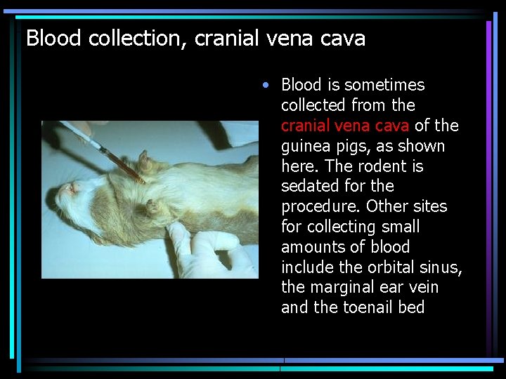 Blood collection, cranial vena cava • Blood is sometimes collected from the cranial vena