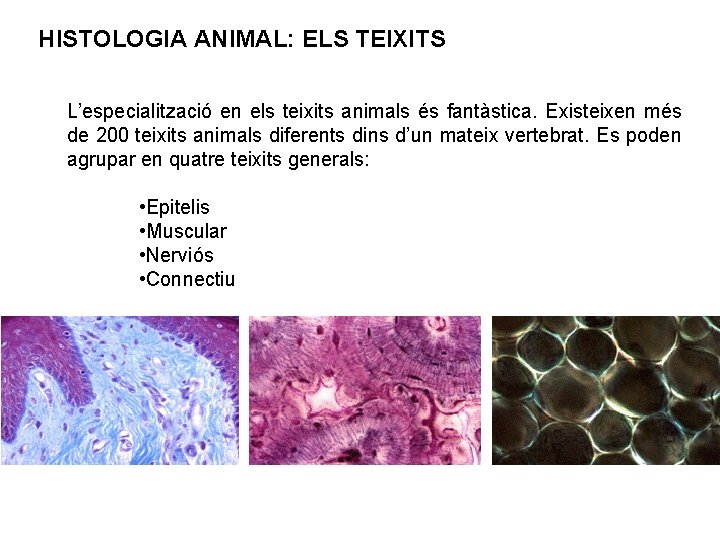 HISTOLOGIA ANIMAL: ELS TEIXITS L’especialització en els teixits animals és fantàstica. Existeixen més de