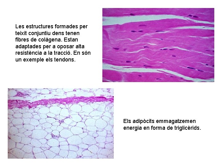 Les estructures formades per teixit conjuntiu dens tenen fibres de colàgena. Estan adaptades per