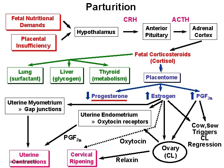 Parturition Fetal Nutritional Demands CRH ACTH Anterior Pituitary Hypothalamus Placental Insufficiency Adrenal Cortex Fetal