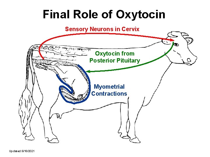 Final Role of Oxytocin Sensory Neurons in Cervix Oxytocin from Posterior Pituitary Myometrial Contractions