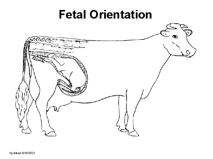 Fetal Orientation Updated: 6/18/2021 