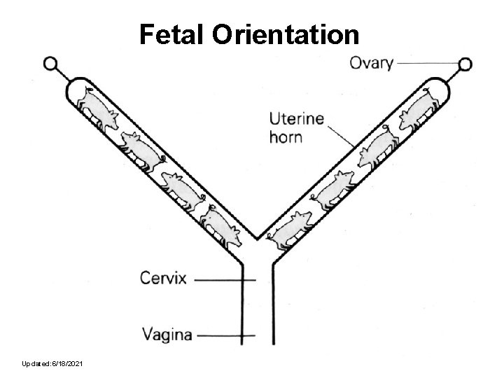 Fetal Orientation Updated: 6/18/2021 