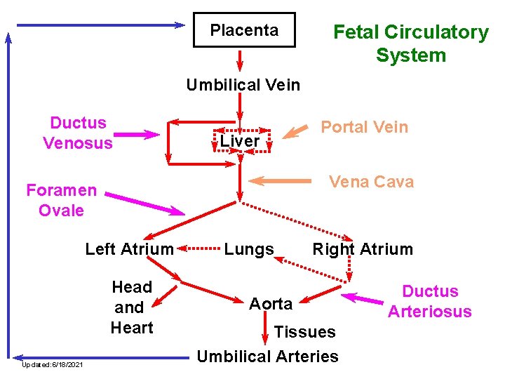 Placenta Fetal Circulatory System Umbilical Vein Ductus Venosus Liver Vena Cava Foramen Ovale Left