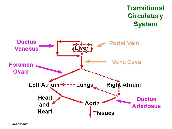 Transitional Circulatory System Ductus Venosus Portal Vein Liver Vena Cava Foramen Ovale Left Atrium