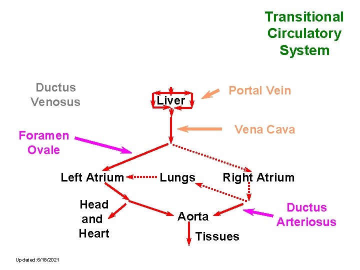 Transitional Circulatory System Ductus Venosus Portal Vein Liver Vena Cava Foramen Ovale Left Atrium