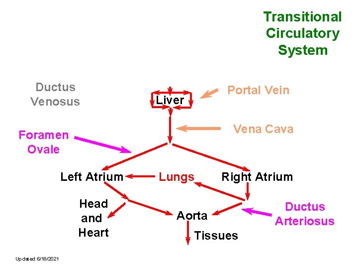 Transitional Circulatory System Ductus Venosus Portal Vein Liver Vena Cava Foramen Ovale Left Atrium