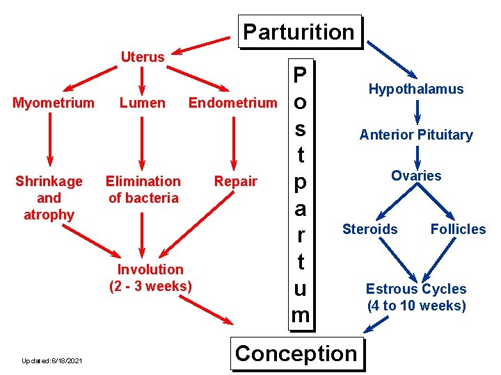 Parturition Uterus Myometrium Shrinkage and atrophy Lumen Endometrium Elimination of bacteria Involution (2 -