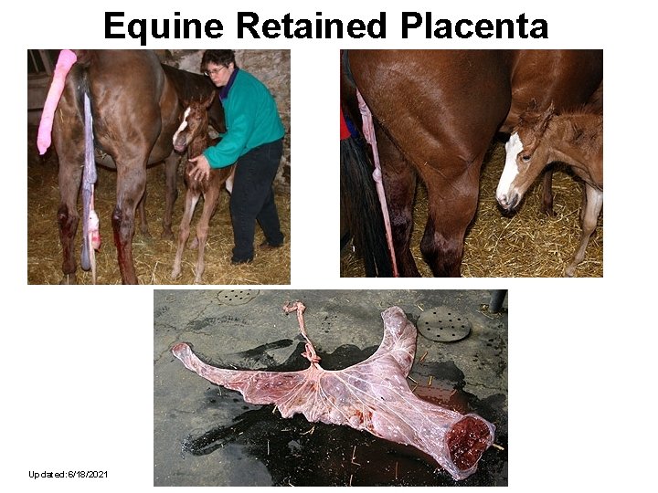 Equine Retained Placenta Updated: 6/18/2021 