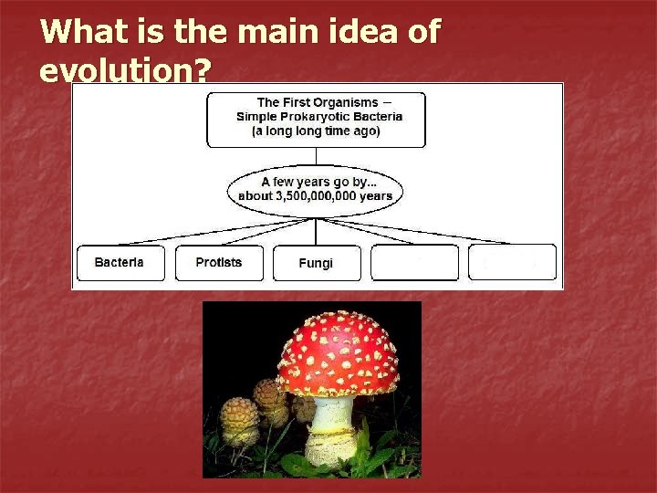 What is the main idea of evolution? 