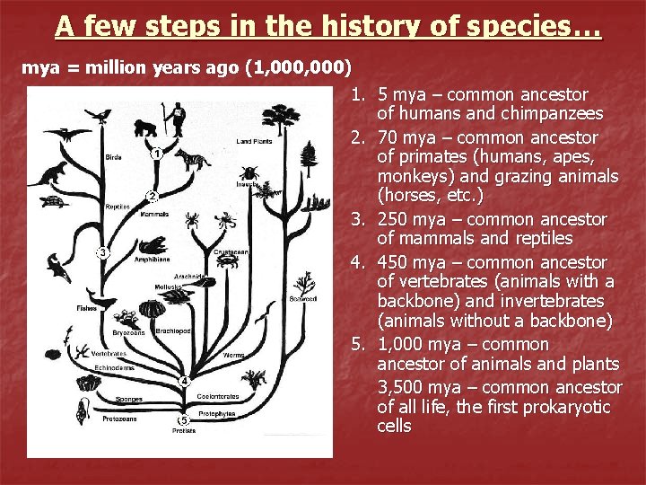 A few steps in the history of species… mya = million years ago (1,