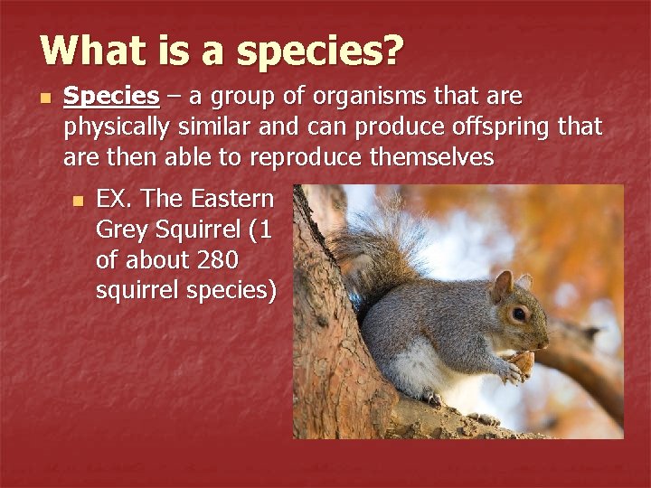 What is a species? n Species – a group of organisms that are physically