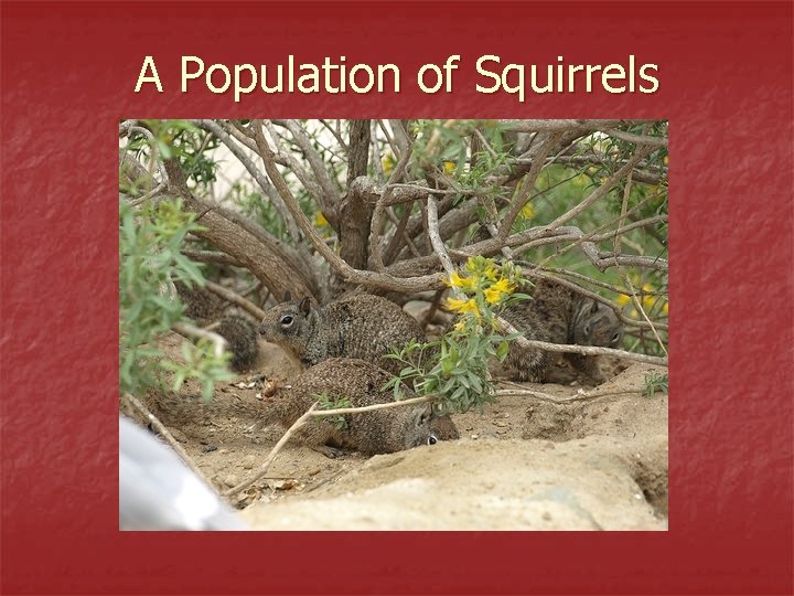 A Population of Squirrels 