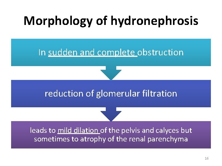 Morphology of hydronephrosis In sudden and complete obstruction reduction of glomerular filtration leads to