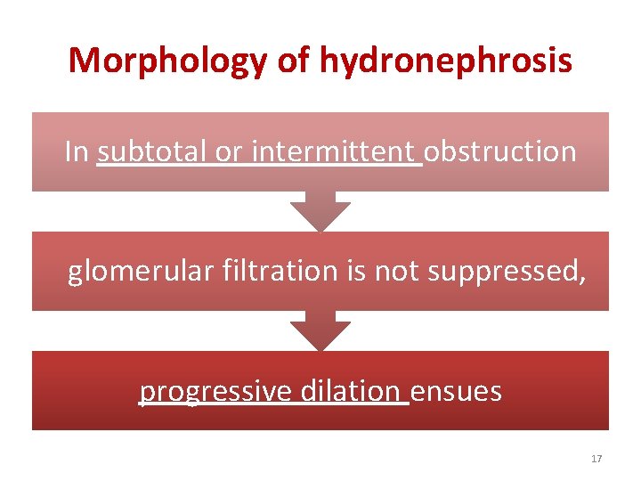 Morphology of hydronephrosis In subtotal or intermittent obstruction glomerular filtration is not suppressed, progressive