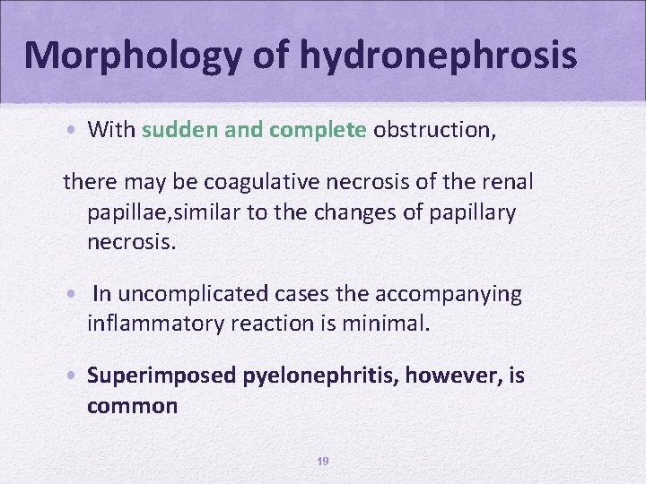 Morphology of hydronephrosis • With sudden and complete obstruction, there may be coagulative necrosis