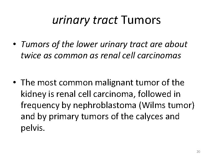urinary tract Tumors • Tumors of the lower urinary tract are about twice as