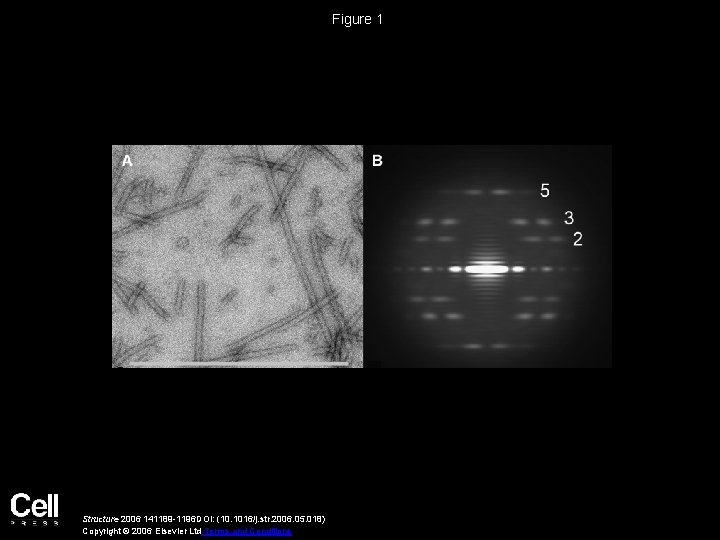 Structural Polymorphism in Bacterial Esp A Filaments Revealed