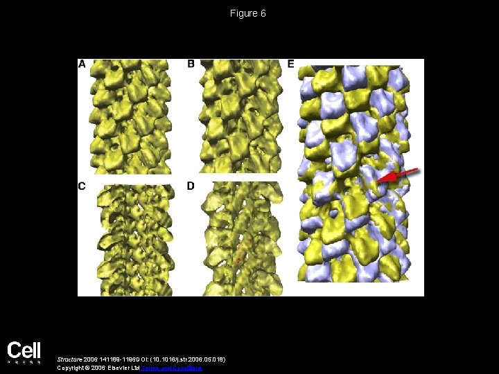 Structural Polymorphism in Bacterial Esp A Filaments Revealed