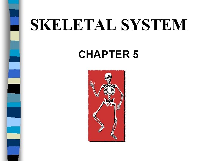 SKELETAL SYSTEM CHAPTER 5 
