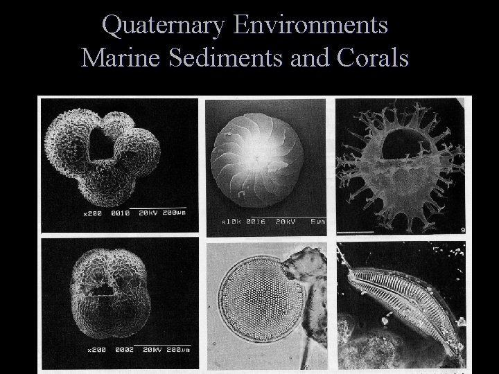 Quaternary Environments Marine Sediments and Corals 