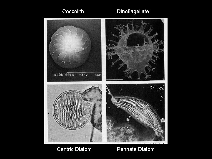 Coccolith Centric Diatom Dinoflagellate Pennate Diatom 